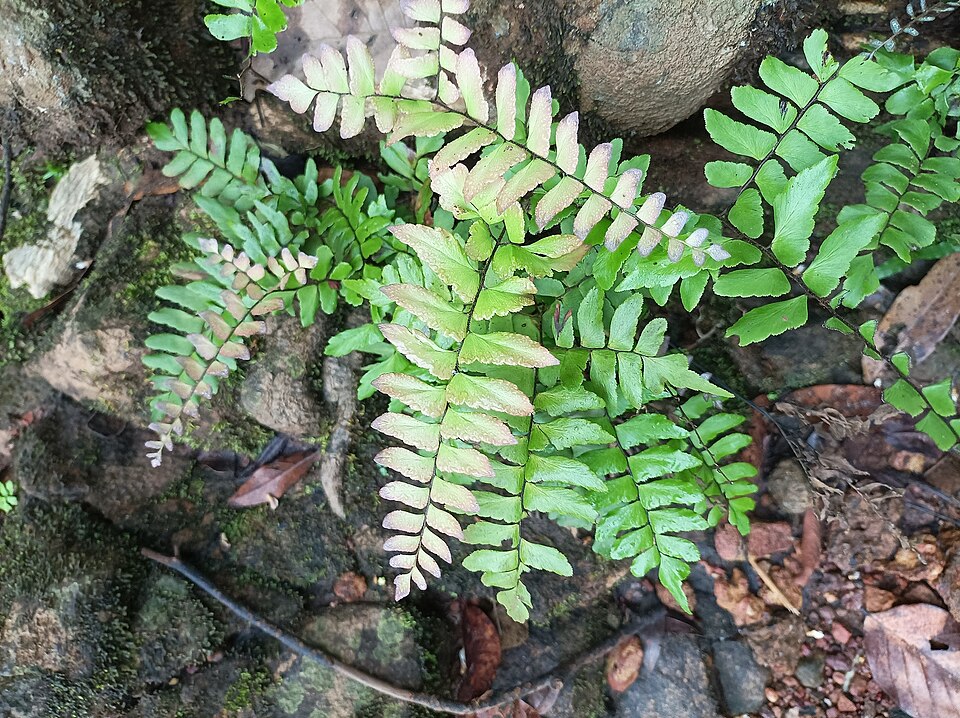 Adiantum latifolium