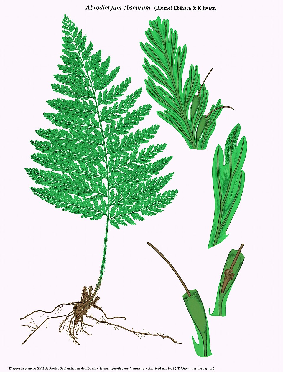 Abrodictyum obscurum