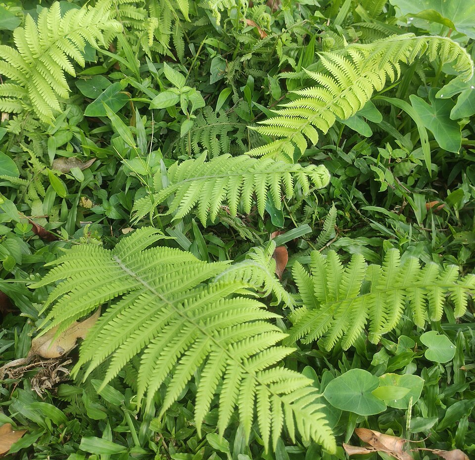 Amblovenatum opulentum