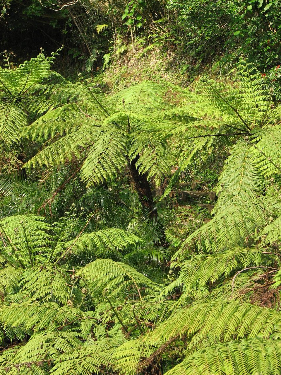 Alsophila spinulosa