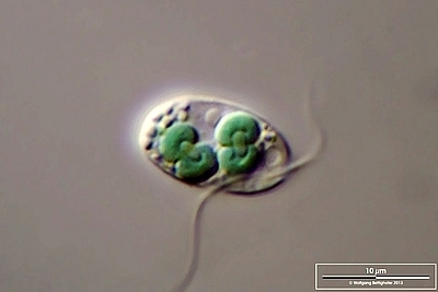 Cyanophora paradoxa