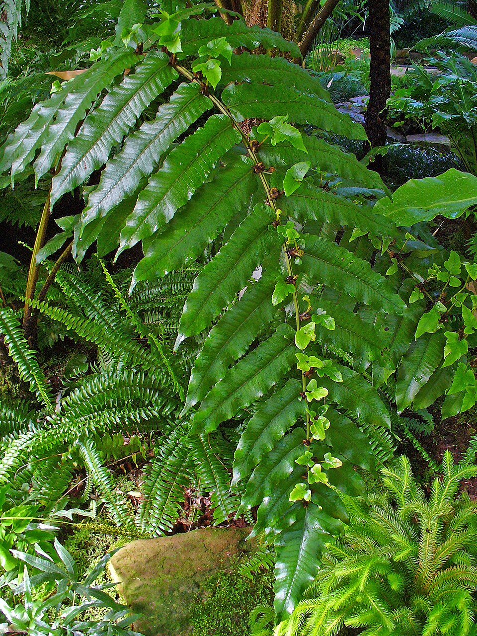Diplazium proliferum (Lam.) Kaulf.