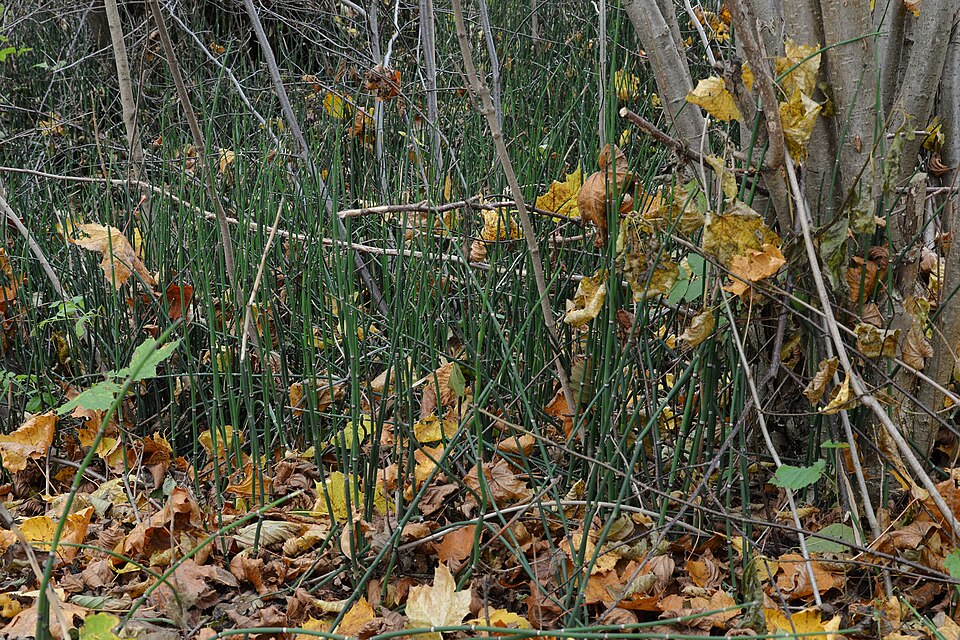 Equisetum hyemale