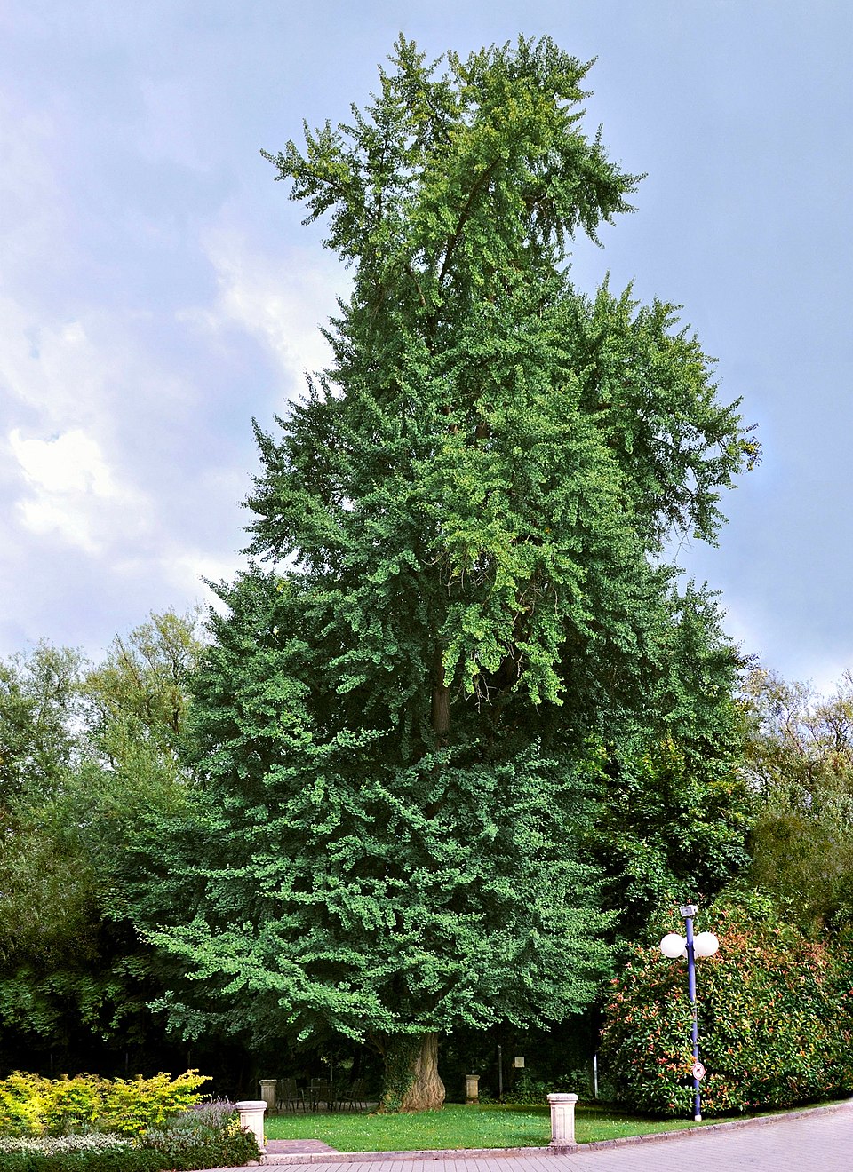 Gingko biloba