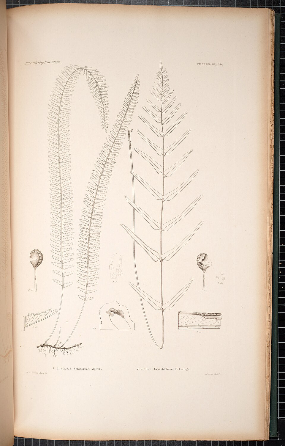 Lindsaea ensifolia