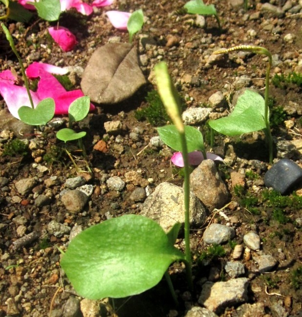 Ophioglossum reticulatum