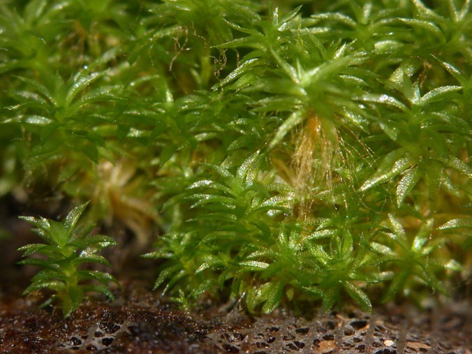 Physcomitrella patens