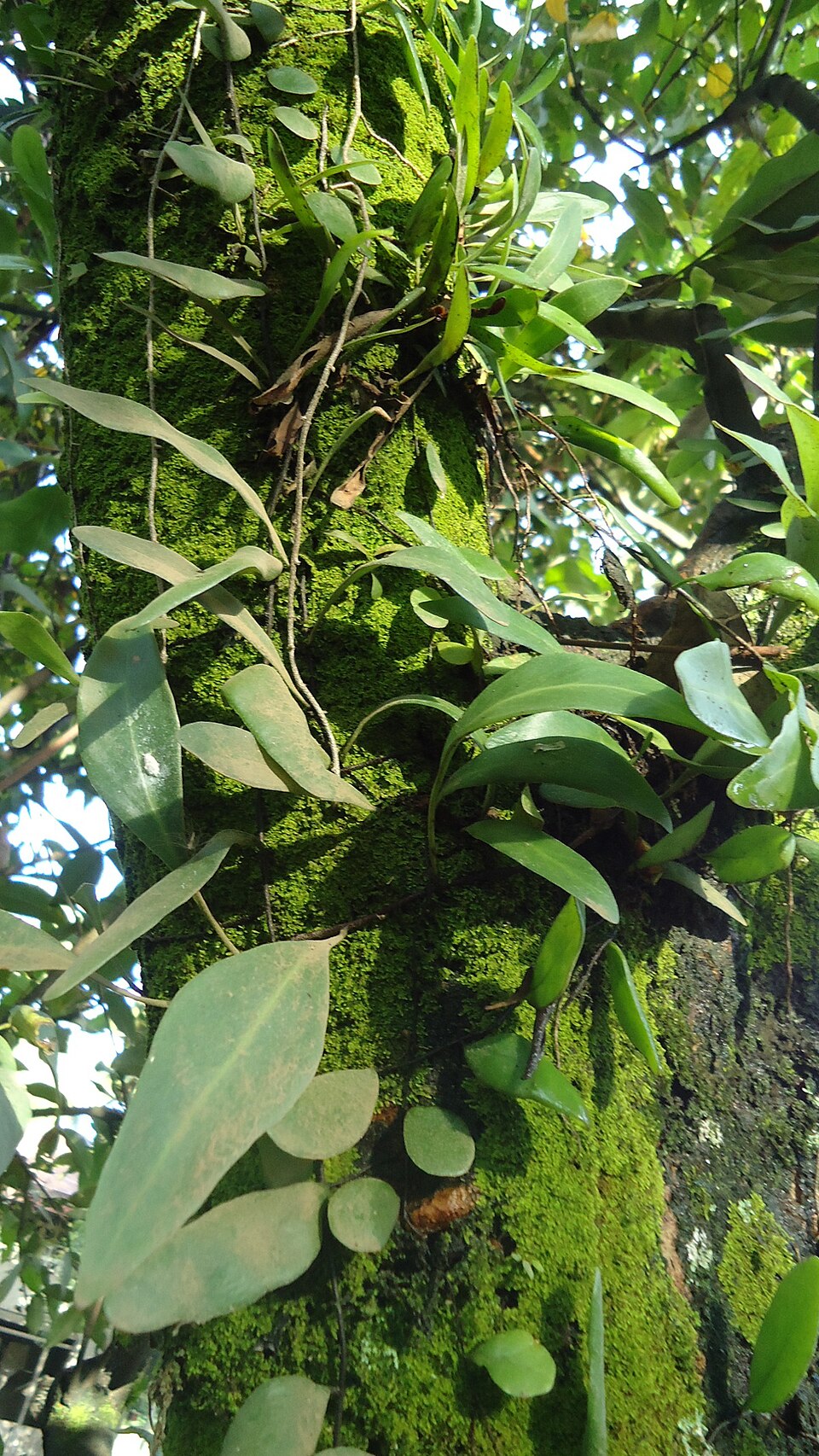 Pyrrosia piloselloides
