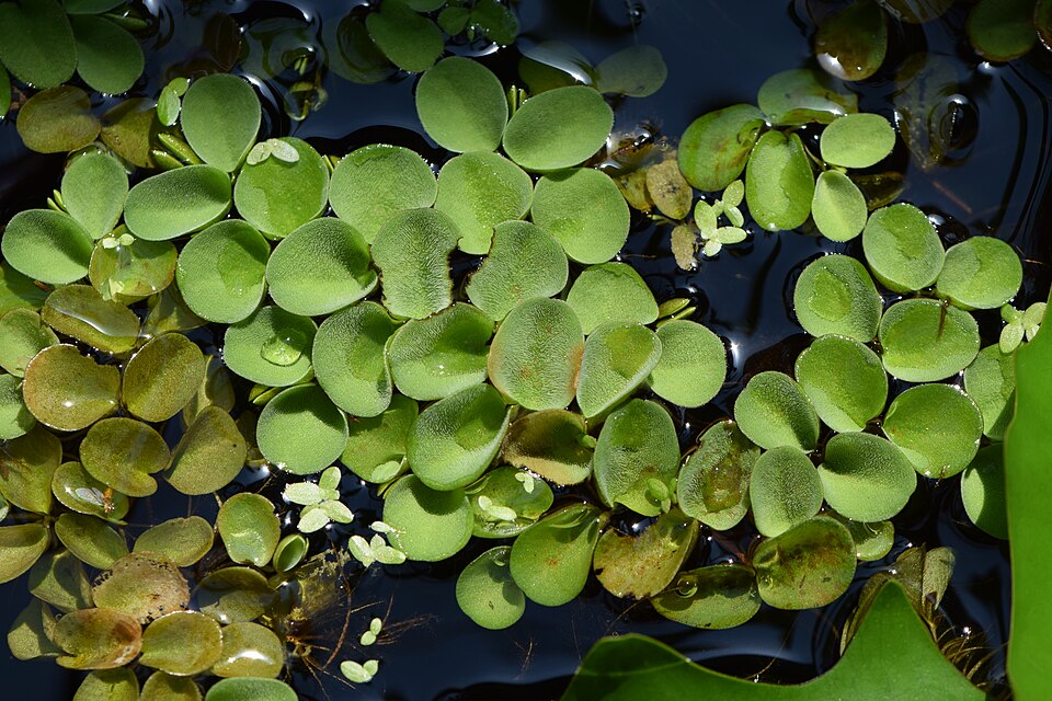 Salvinia cucullata